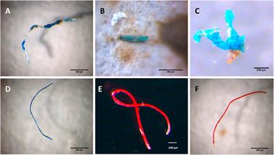 Microplastics in Marine and Estuarine Species From the Coast of Portugal